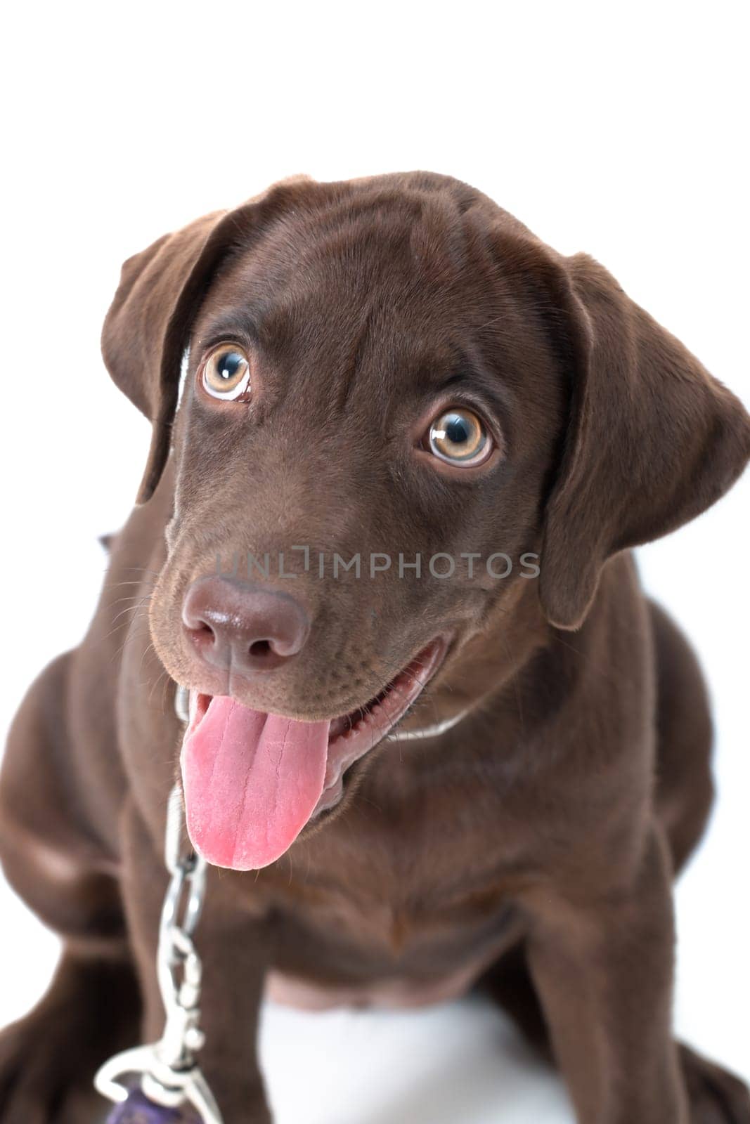 Chocolate labrador puppy on a brown background