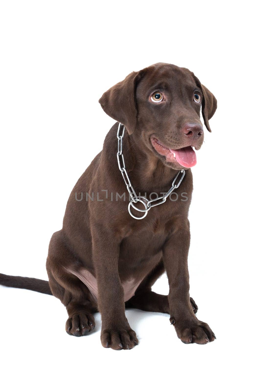 Chocolate labrador puppy on a brown background