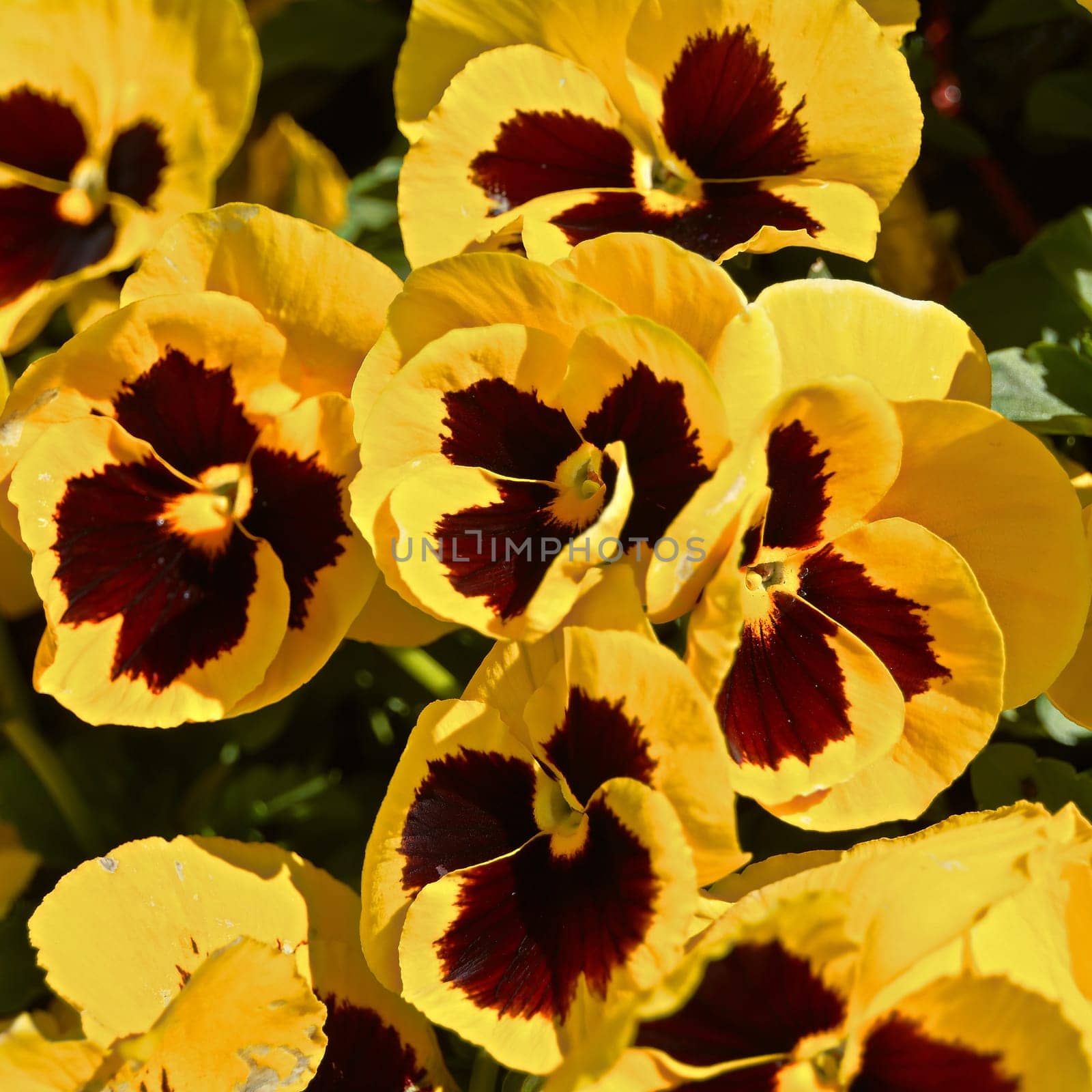 Pansy