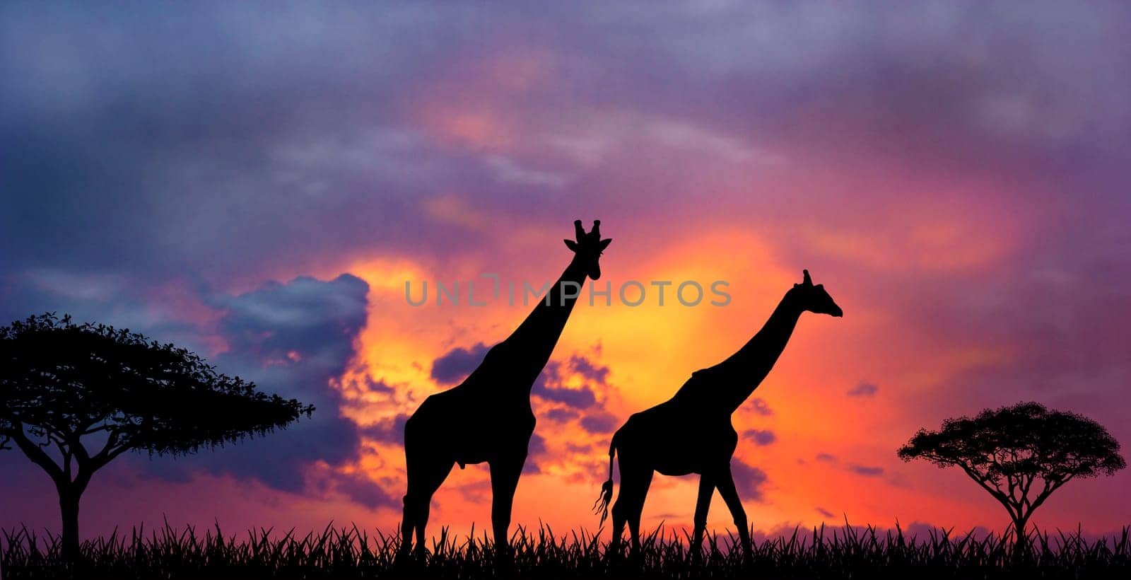 Silhouettes of two giraffes against a sunset. Giraffes and evening sunset.