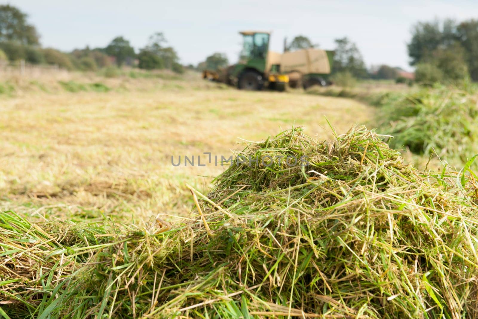 Wide-angle close-up freshly mown hay with blurred hay harvester in the background.
