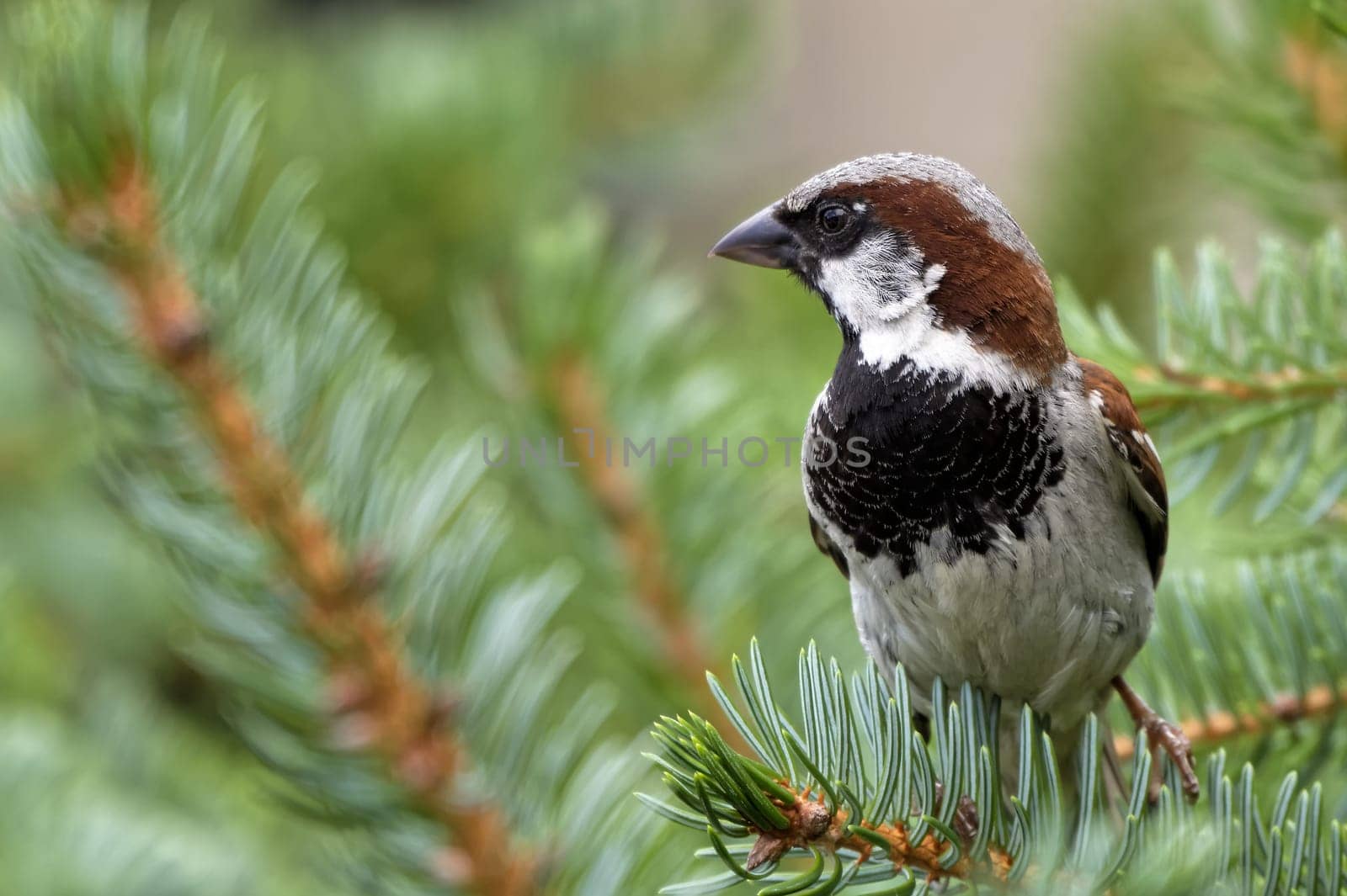 House sparrow male