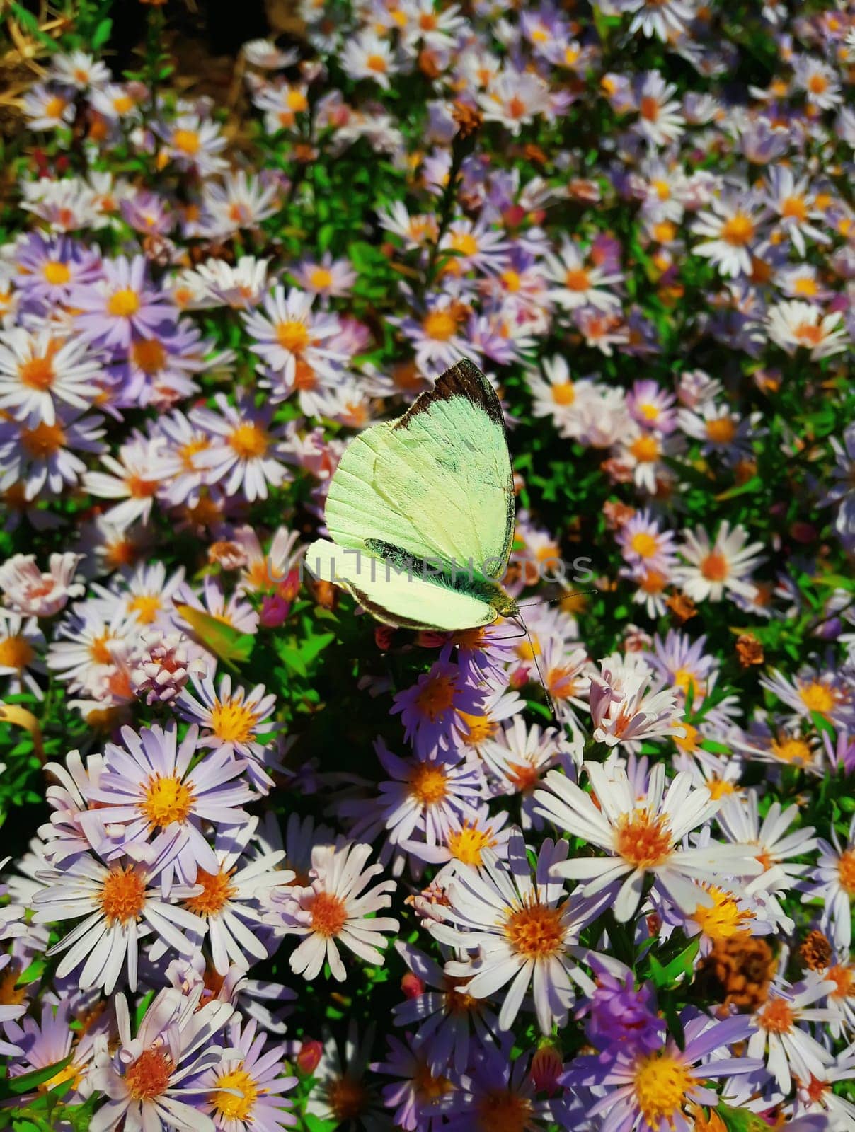 Cute cabbage butterfly feeding on purple aster field nectar