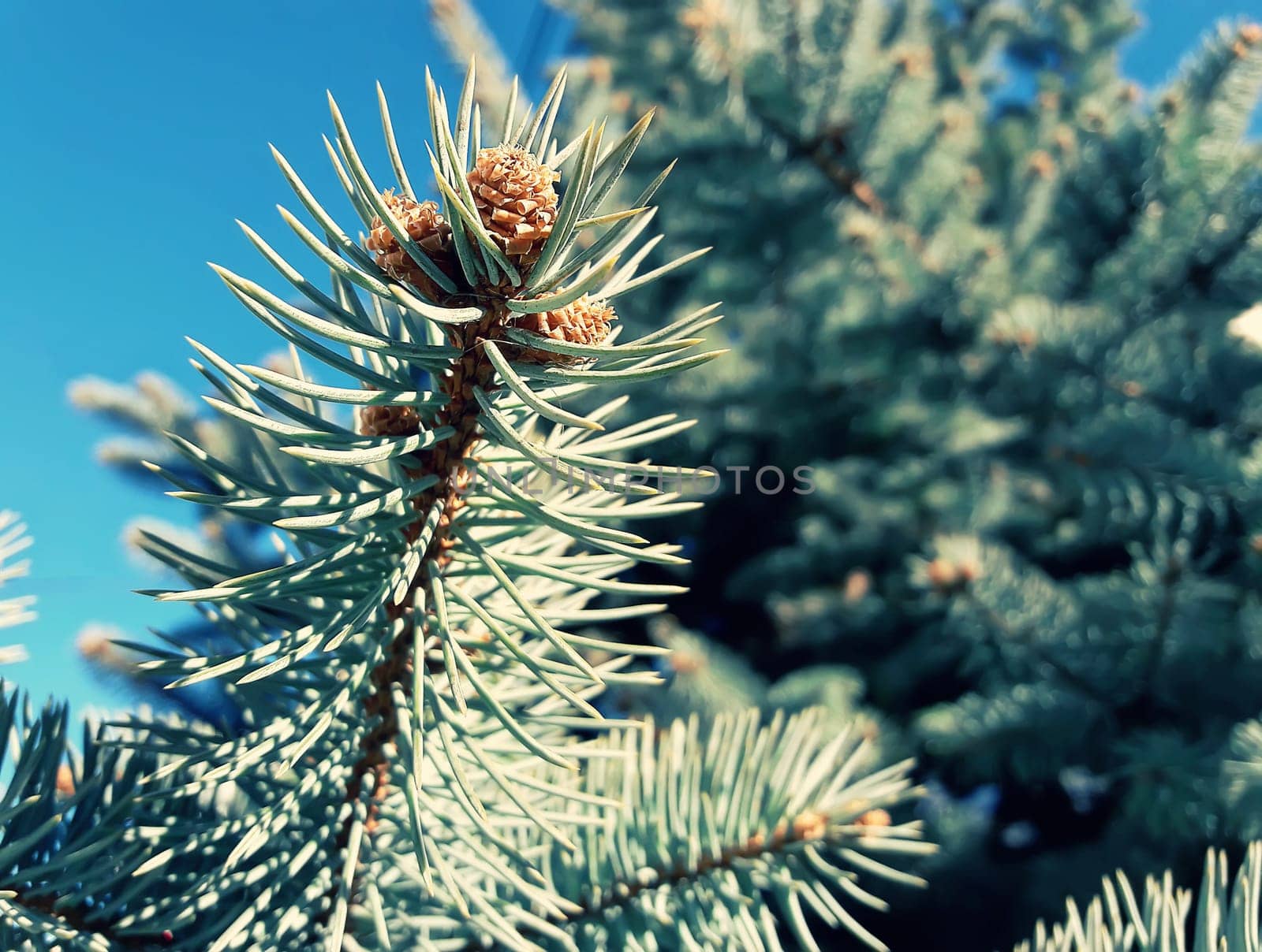 Small fir cones growing on the branch between the tree needles on a blue sky background.