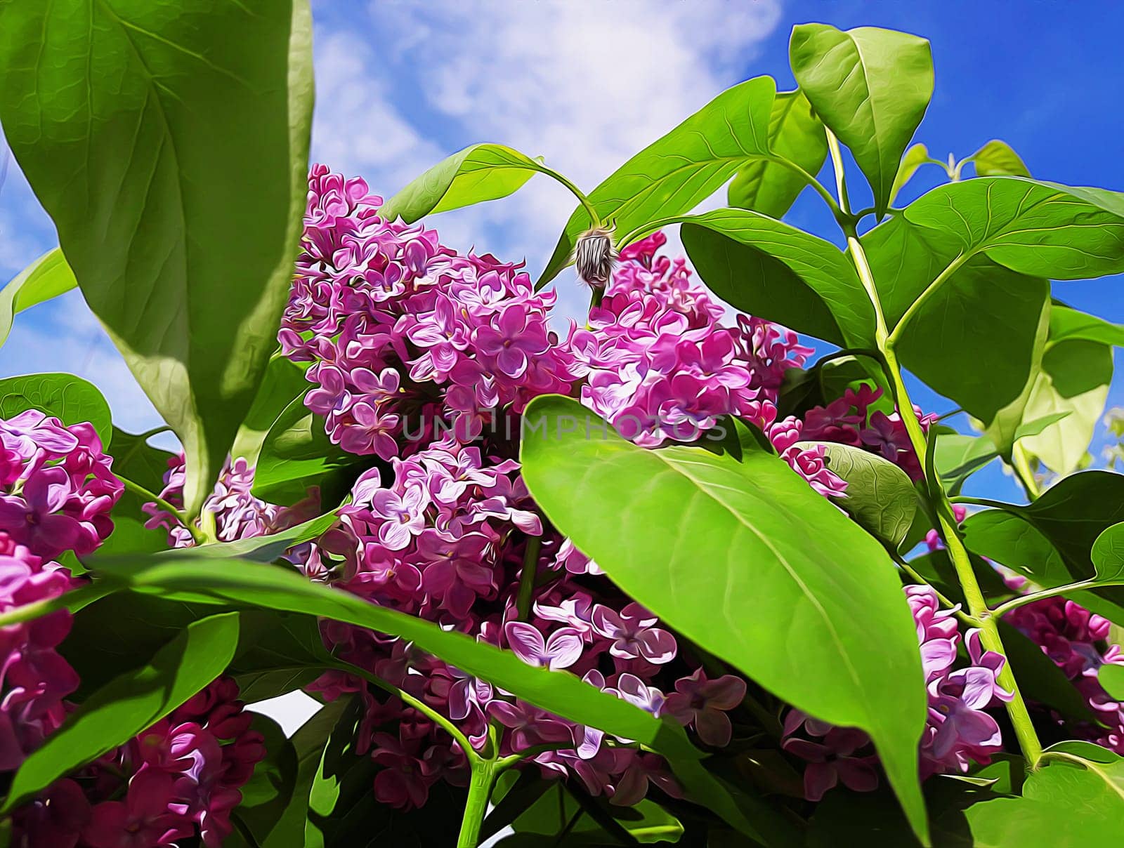 Branch of purple lilac flowers with the green leaves. Spring illustration
