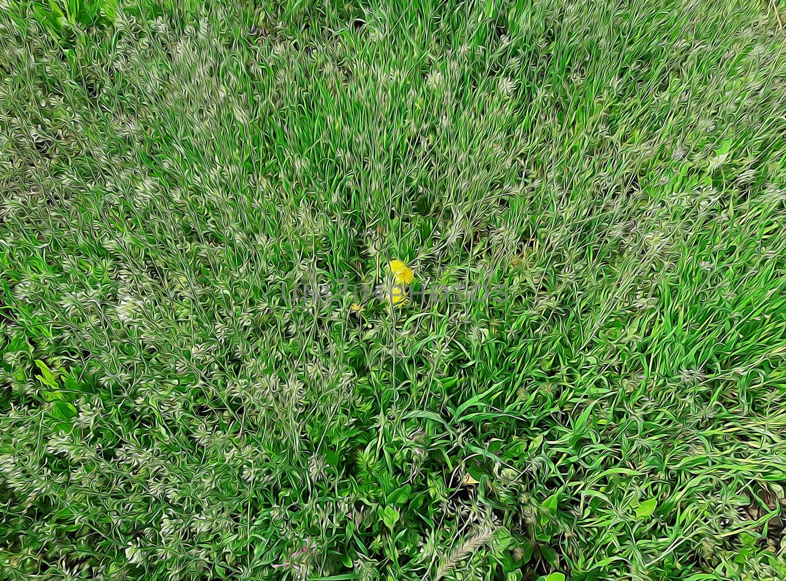 Side view to green grass meadow with wild flowers