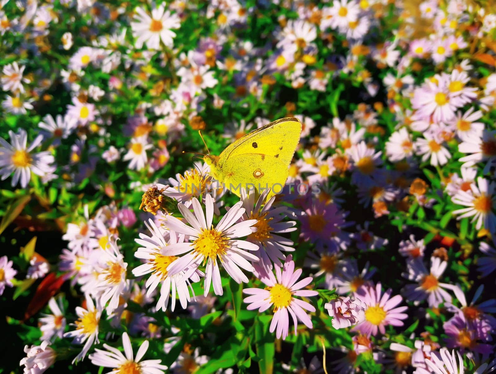 Cute yellow butterfly feeding on purple chrysanthemum nectar