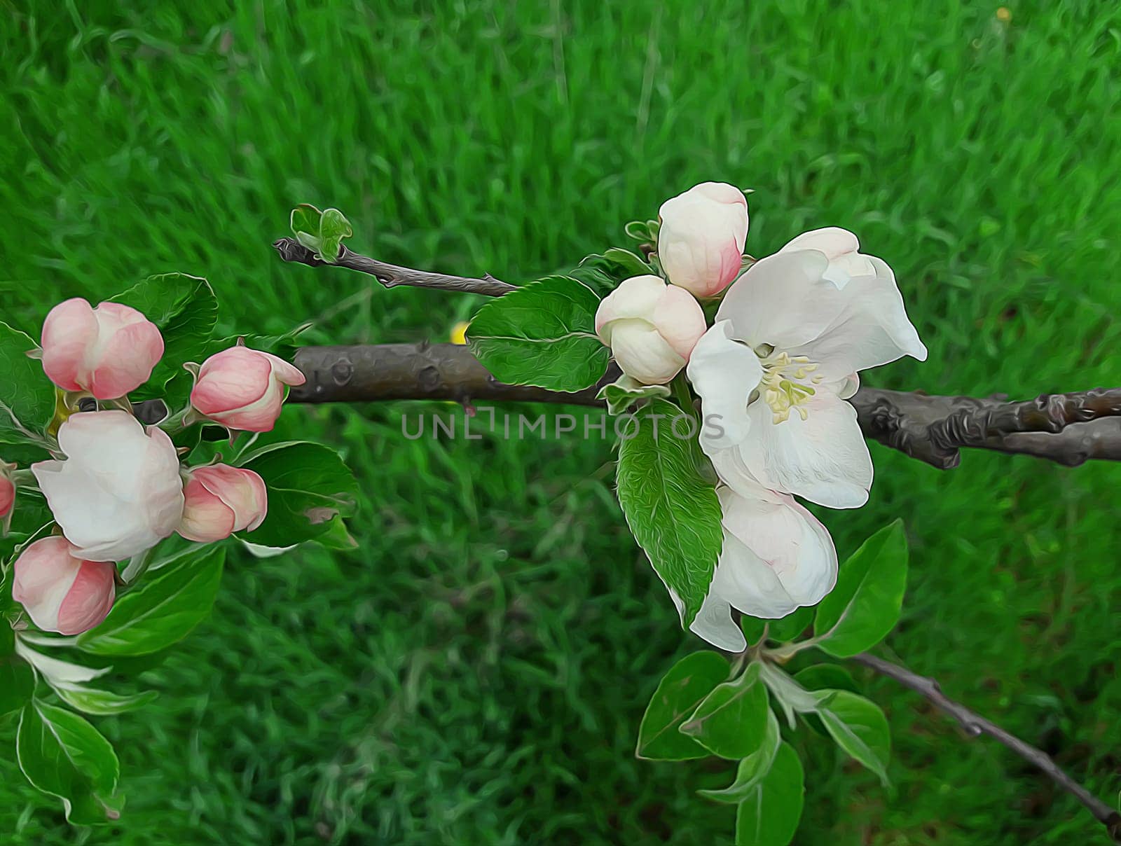 Branch of apple flowers blooming on green grass background