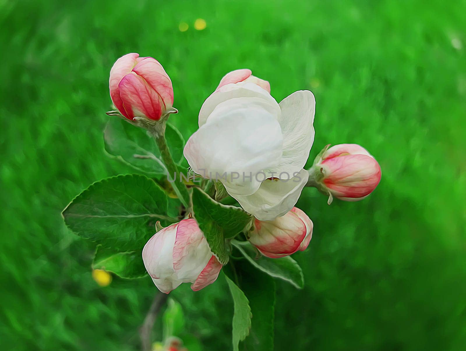 Apple tree blooming over a green lawn background