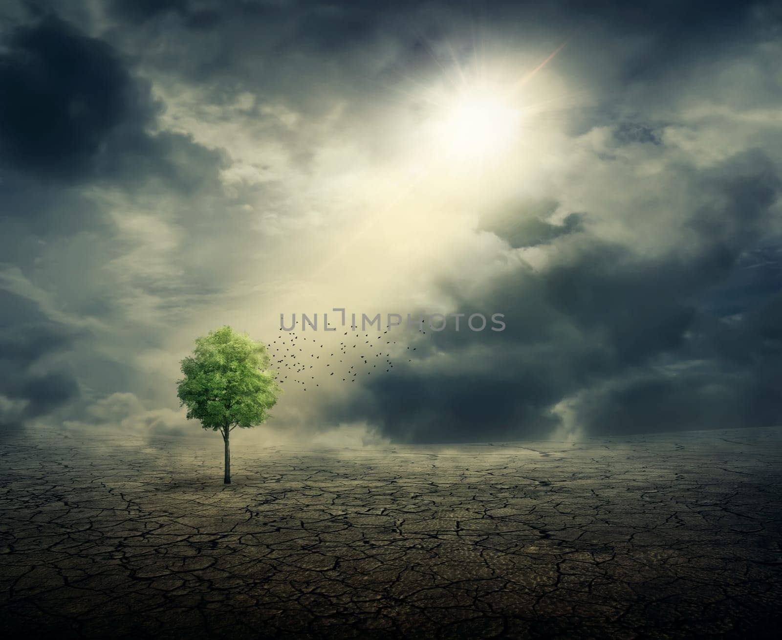 Green tree growing among cracked desert ground, with the sun rays casting on it. Life ecology, environmental concept and climate change.