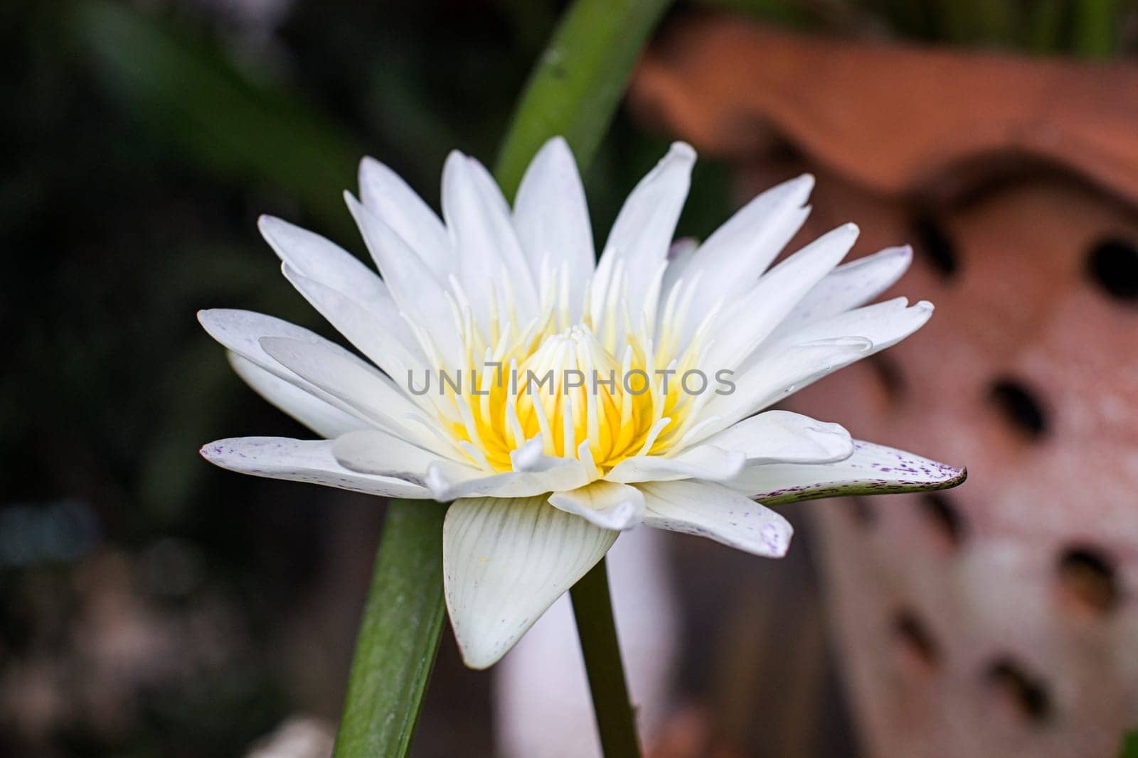 blooming white water lily macro