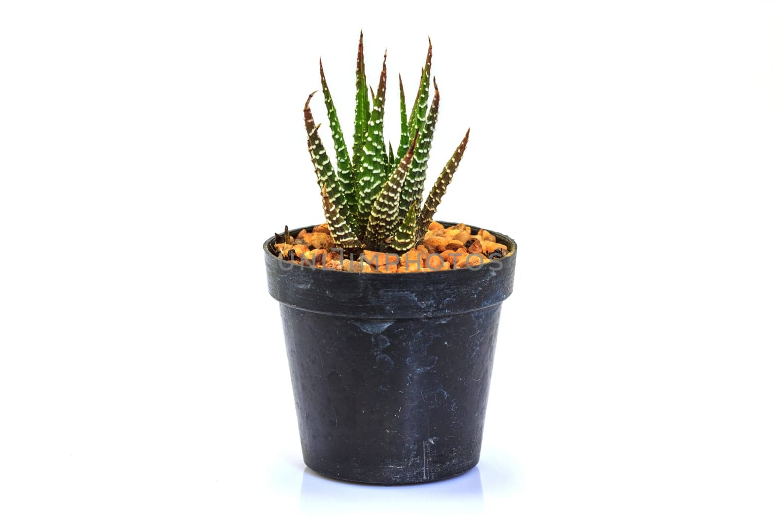close up Cactus isolated on white background