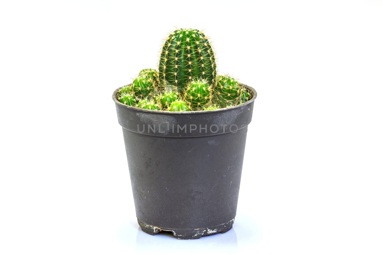 close up Cactus isolated on white background