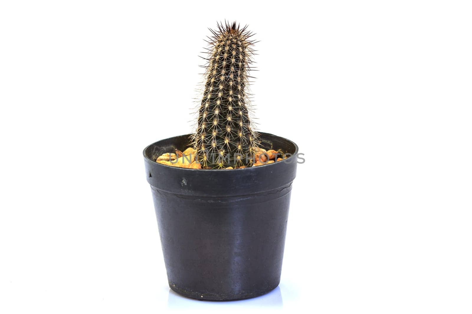 close up Cactus isolated on white background