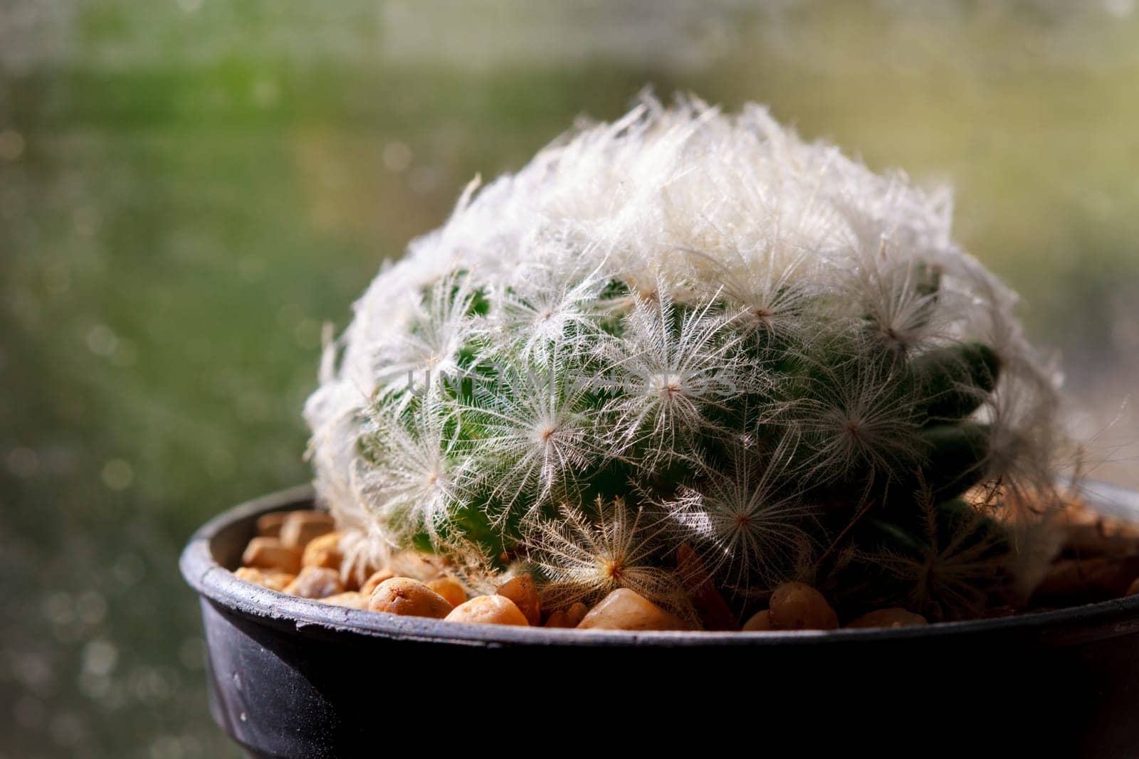 abstract background cactus on window in dark tone