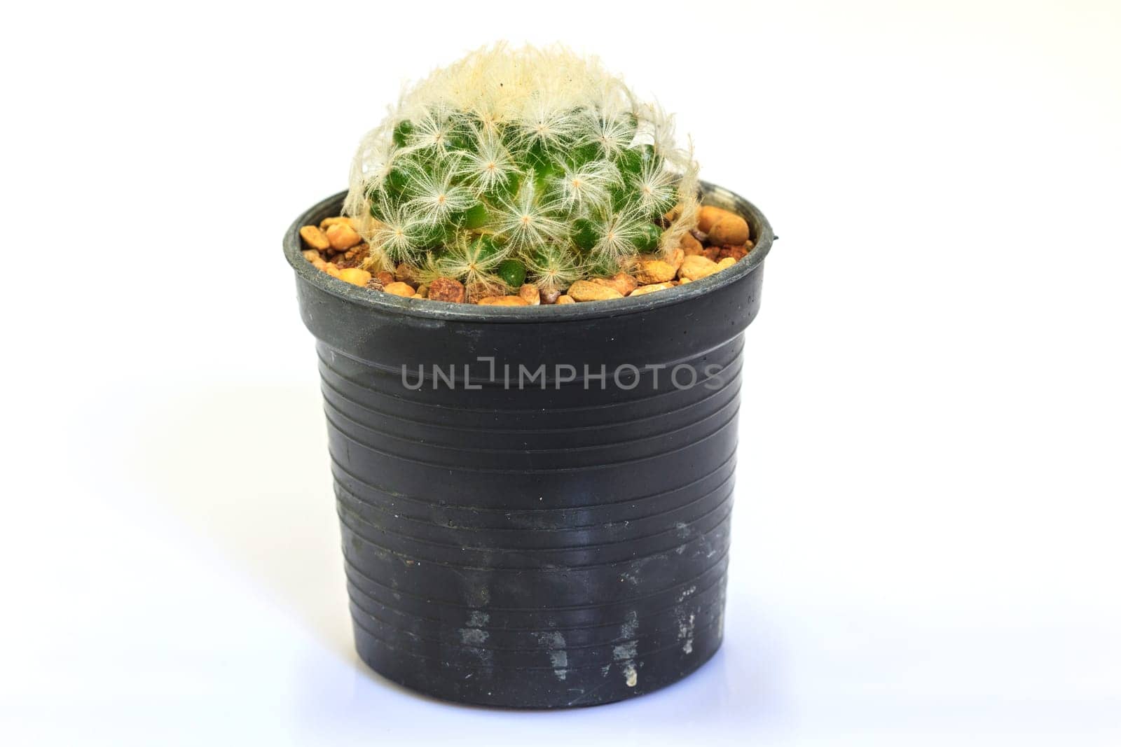close up Cactus isolated on white background