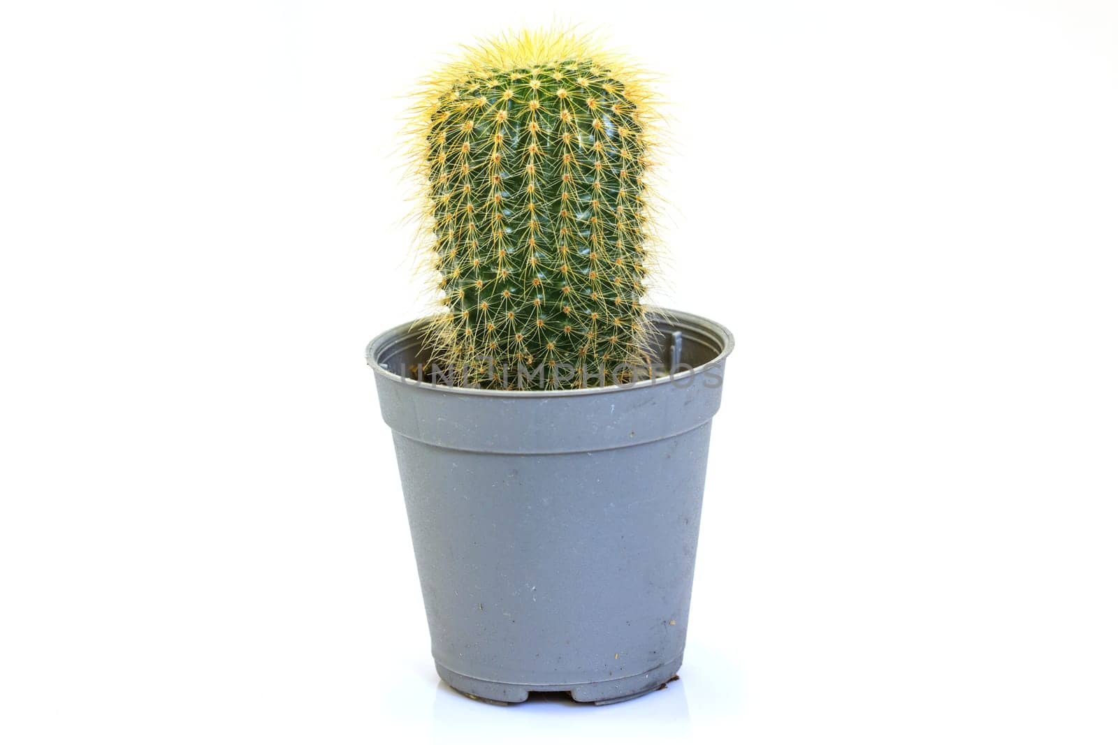close up Cactus isolated on white background