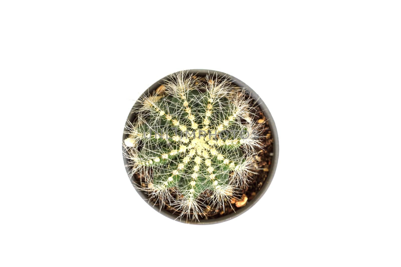 close up Cactus isolated on white background