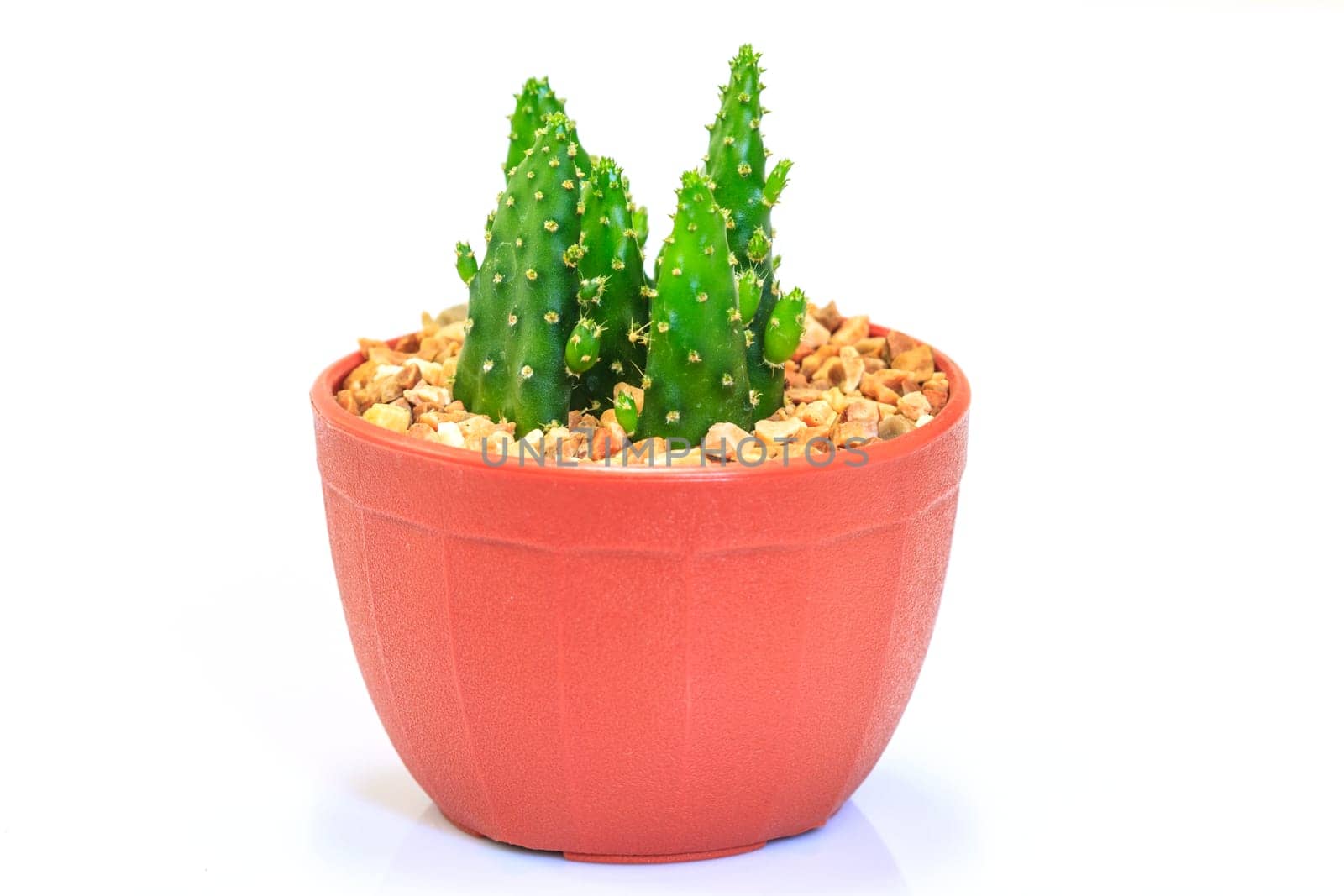 close up Cactus isolated on white background