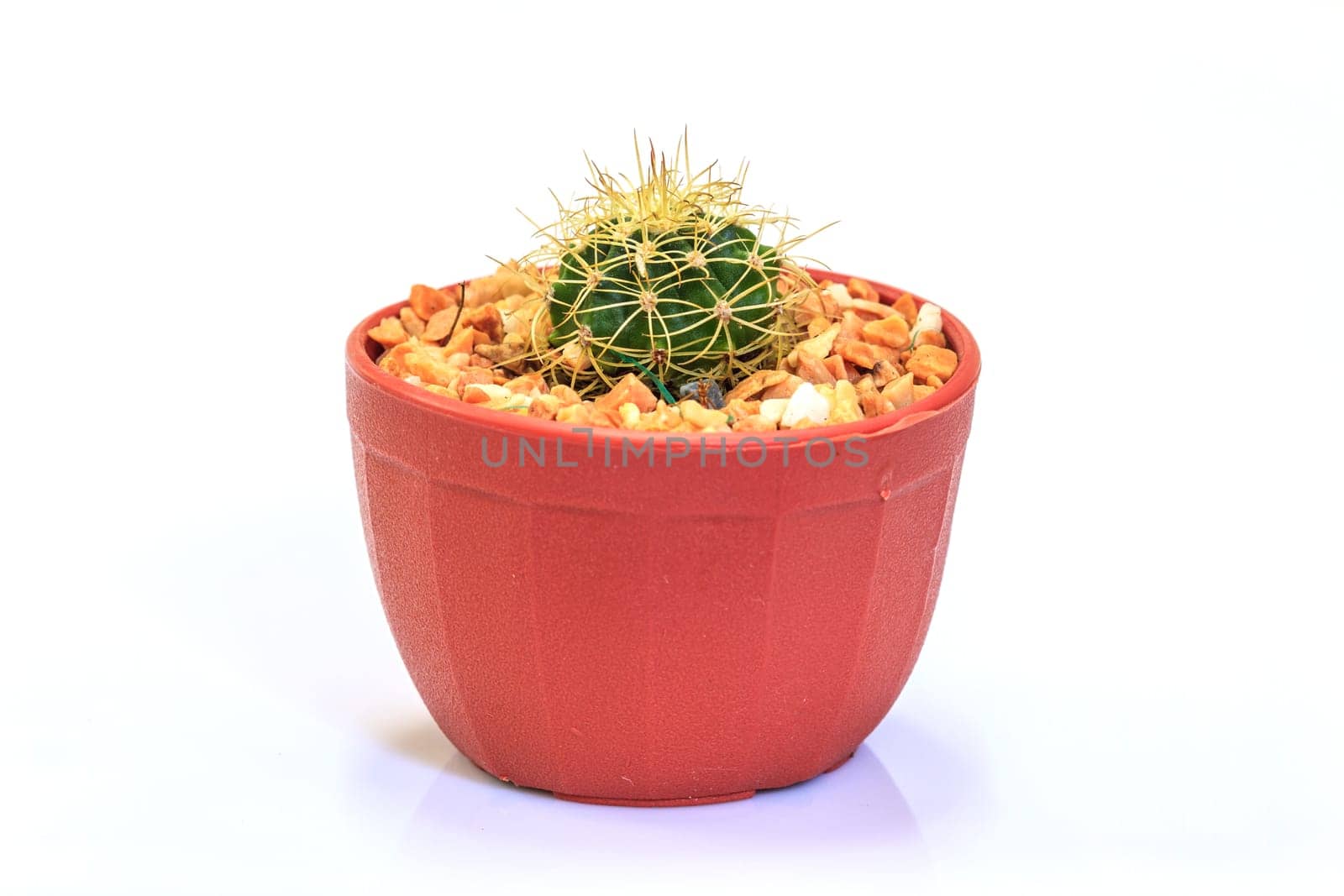 close up Cactus isolated on white background