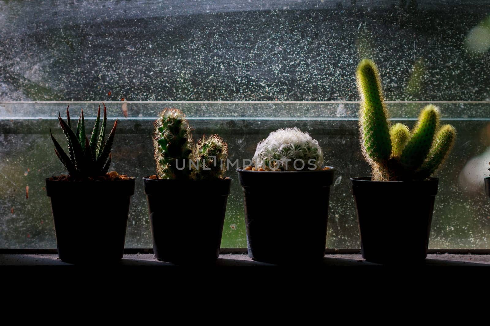 abstract background cactus on window in dark tone