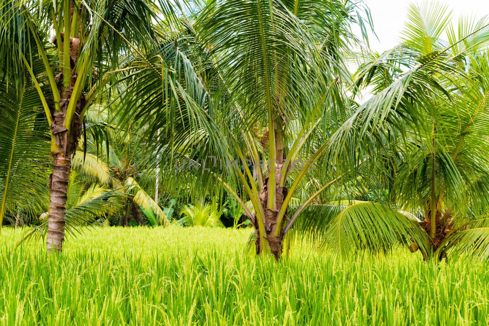 View over rice fields and coconut trees in Asia