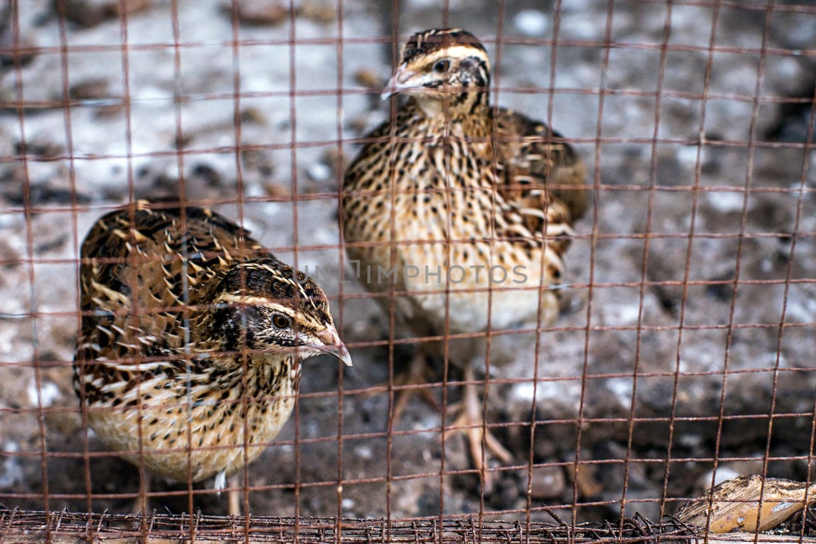 quail cage bird farm