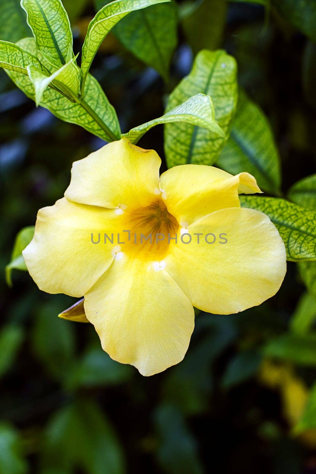 yellow bell golden trumpet flower
