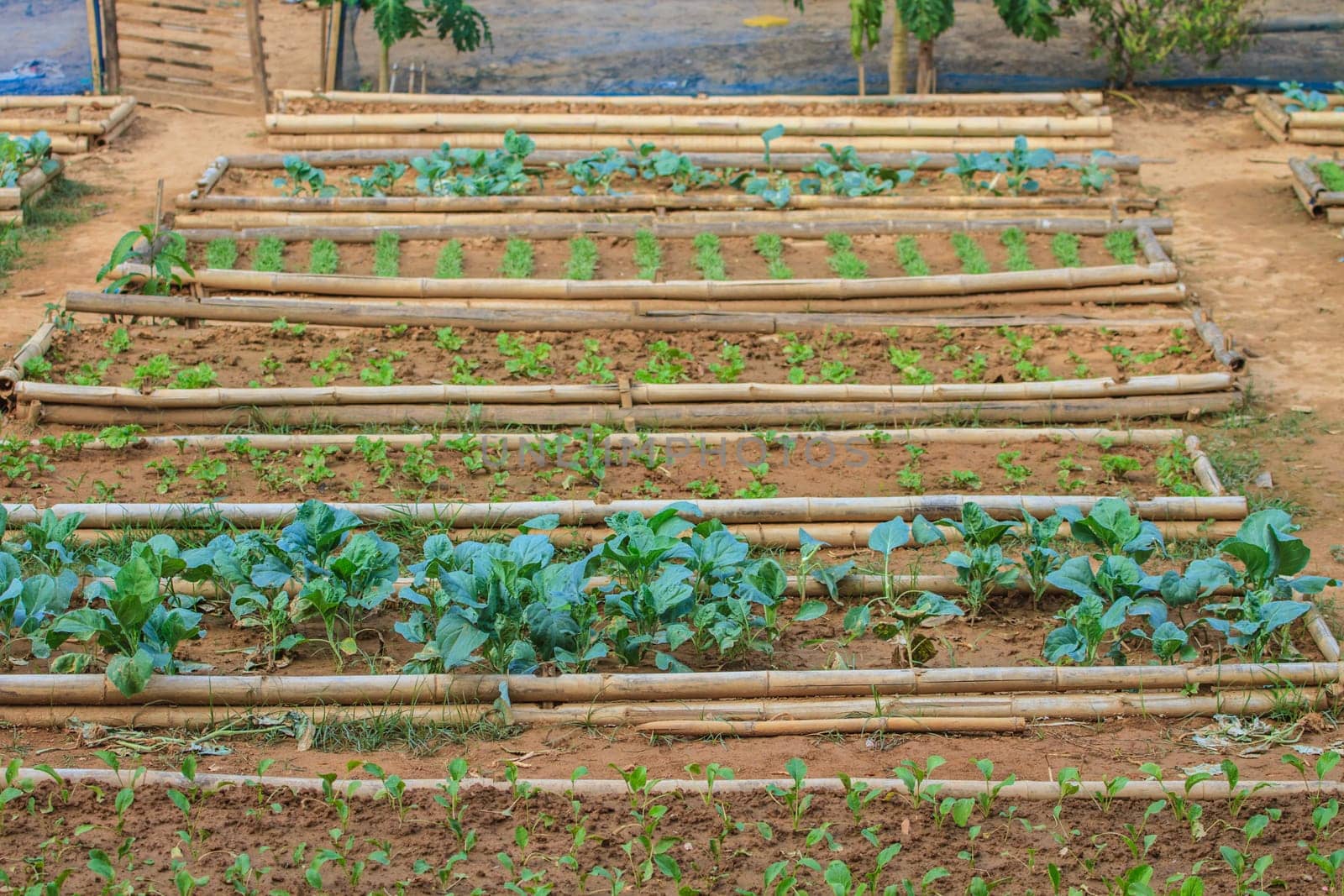 salad and vegetable cultivation, Vegetable Garden for cooking