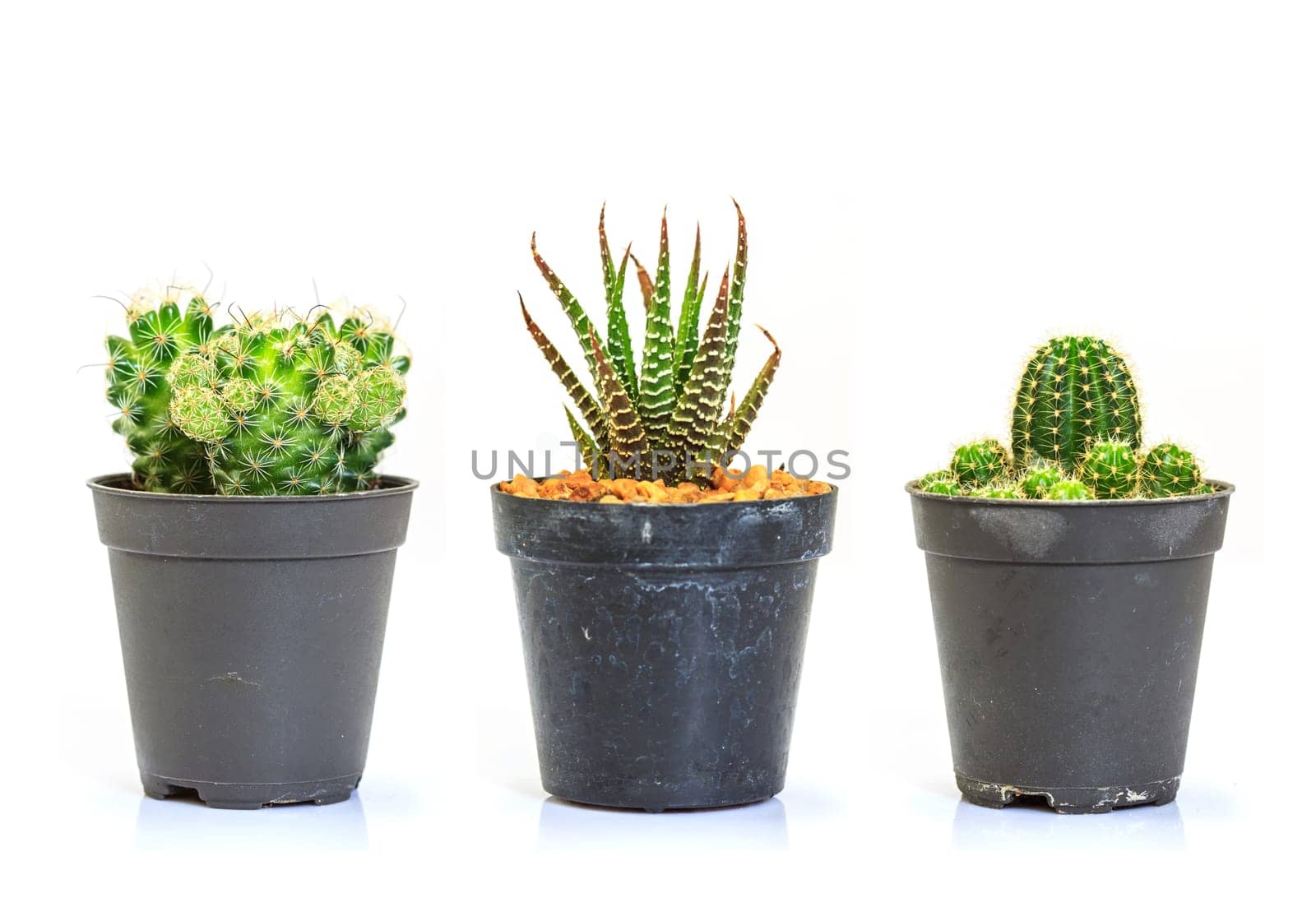 close up Cactus isolated on white background
