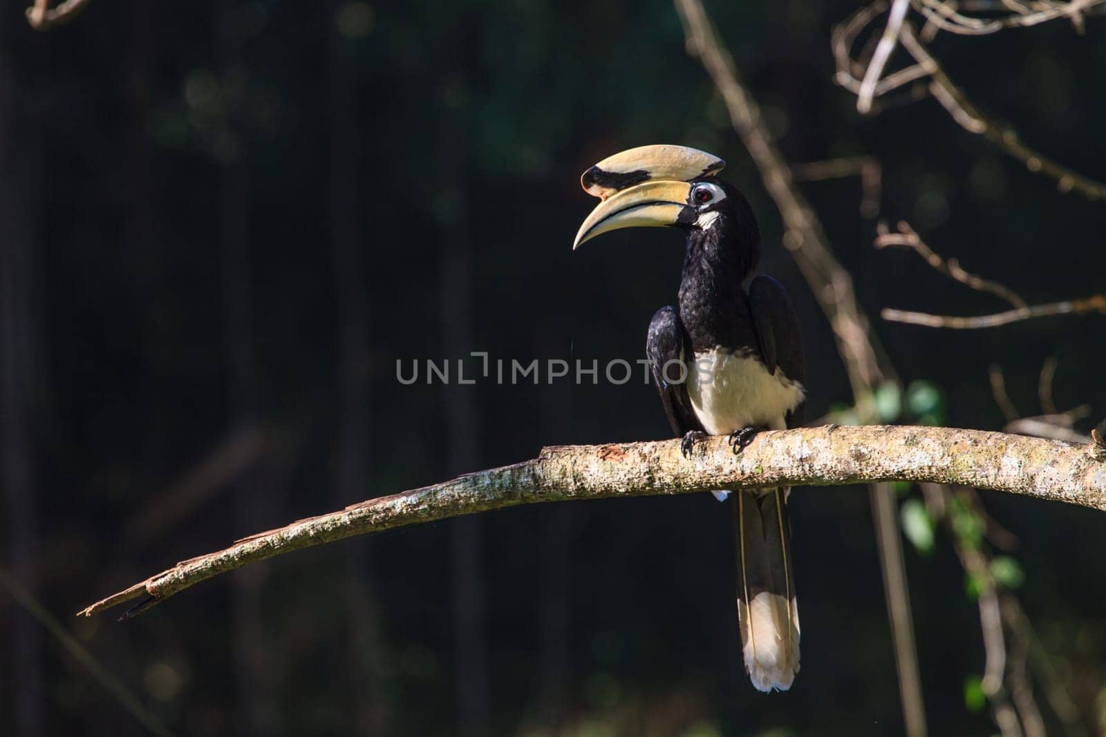 Portrait of Oriental pied hornbill (Anthracoceros albirostris) on the branch in nature