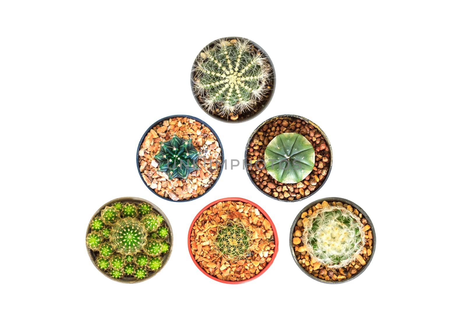 close up Cactus isolated on white background