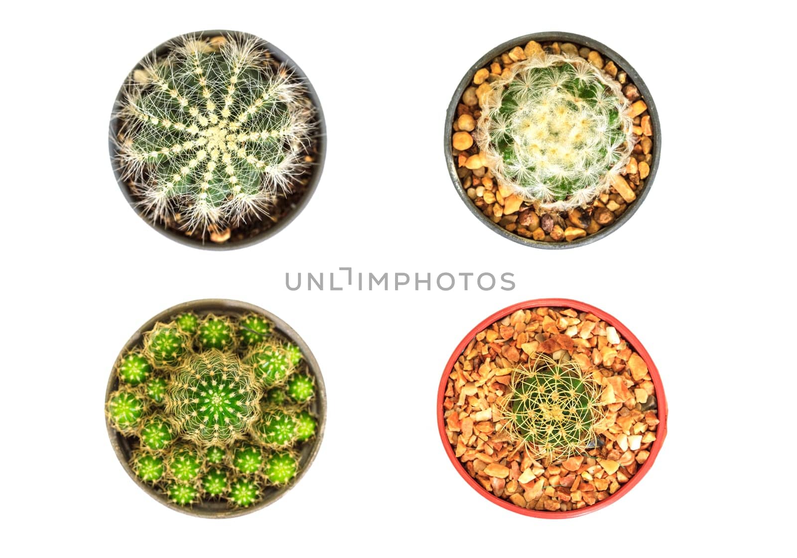 close up Cactus isolated on white background