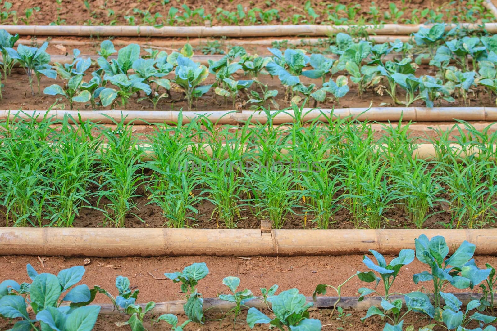 salad and vegetable cultivation, Vegetable Garden for cooking