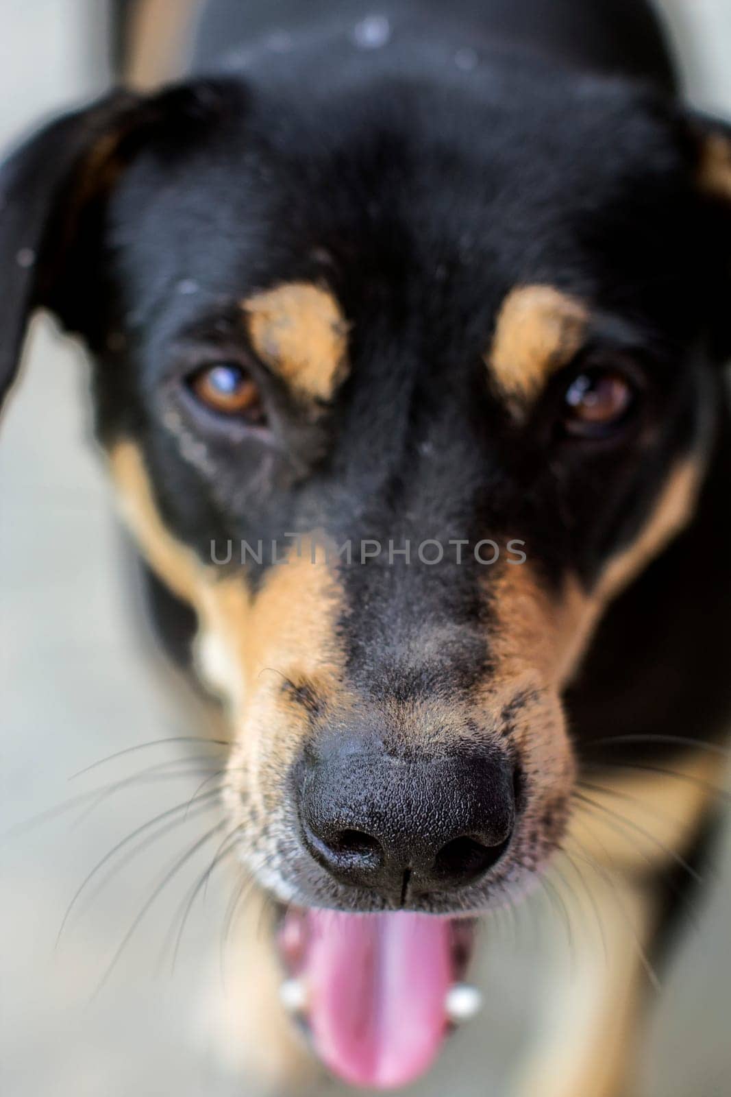 mutt dog head tongue