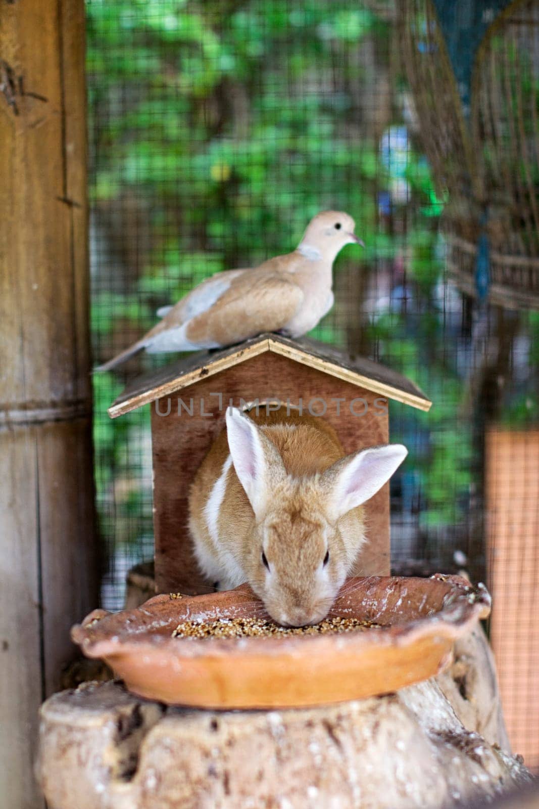 rabbit house eating dove friend