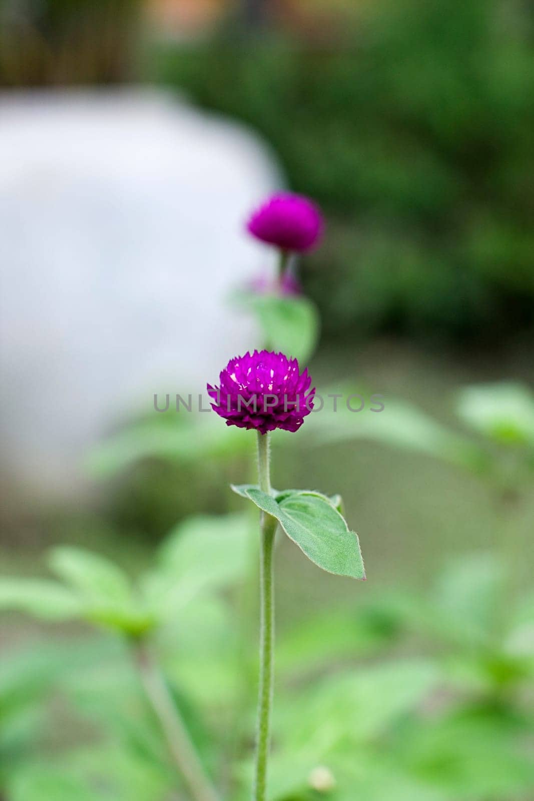 blue amaranth flower pink