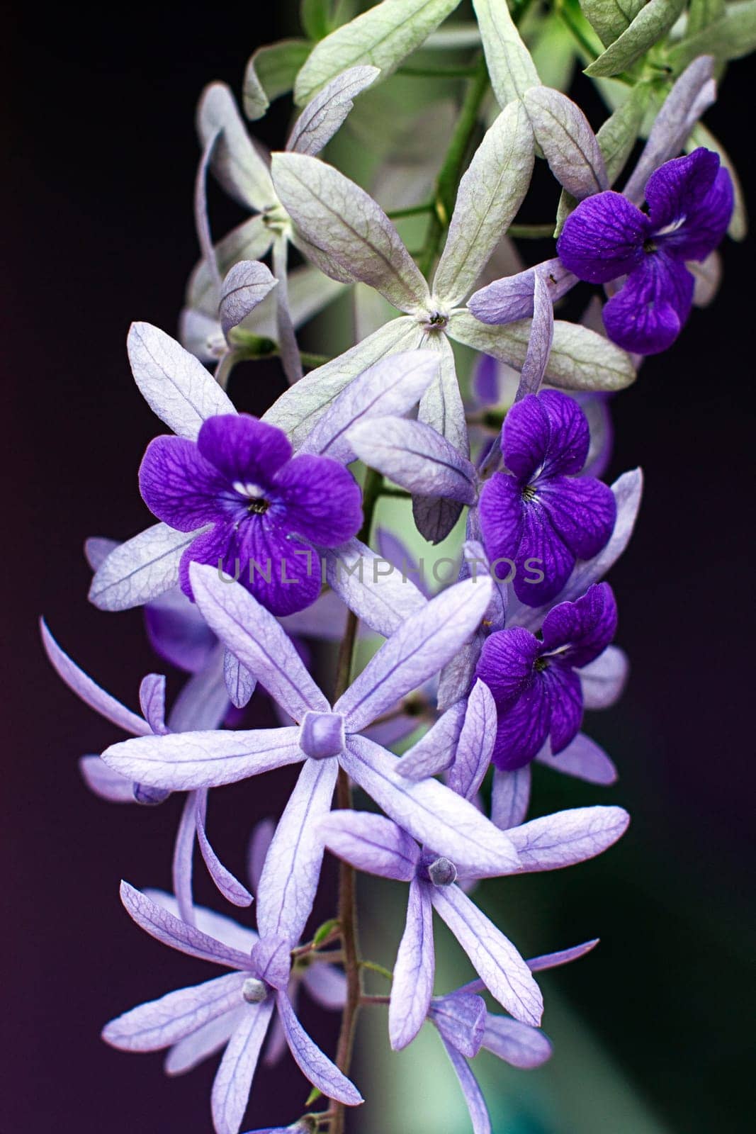 petrae volubilis white purple flower