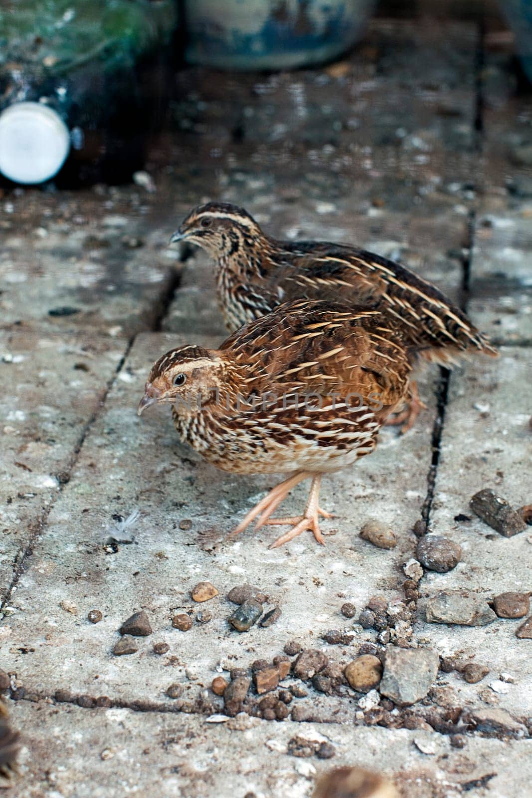 quail cage bird farm brown