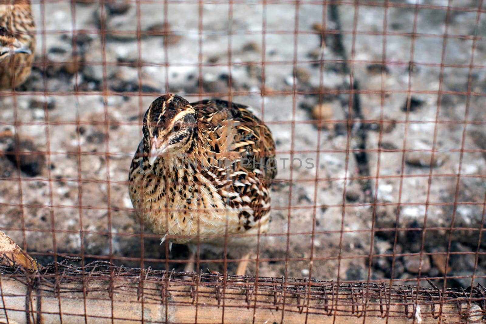 quail cage bird animal farm brown
