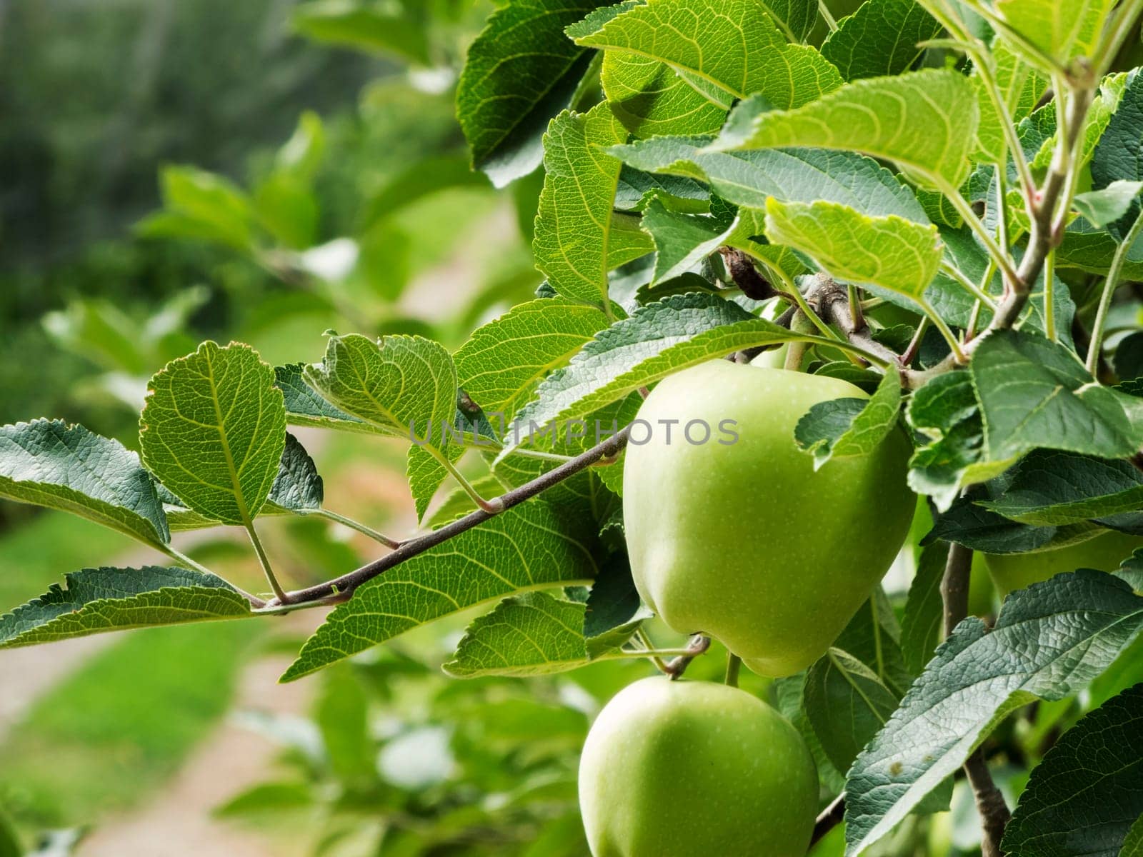 Close-up of two apples on the tree in an apple orchard in South Tyrol.
