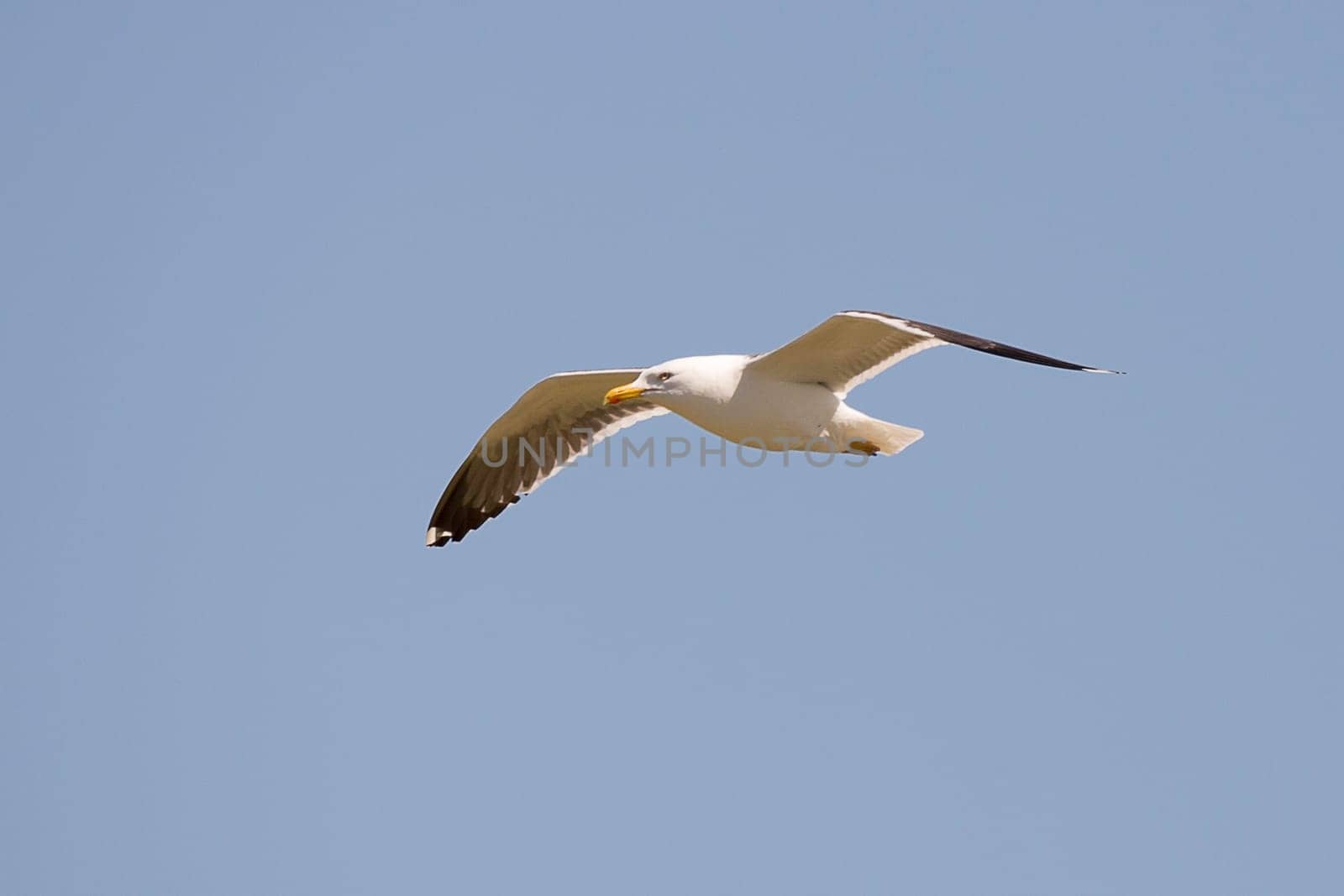 Gull Flying with Wings Spread with a clear blue sky.