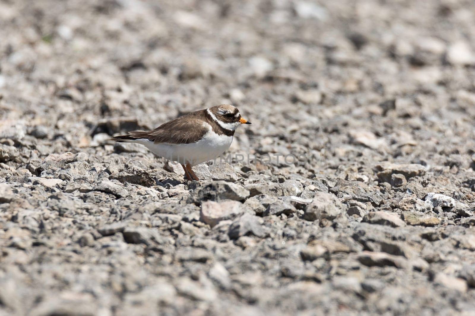 Adult Common Ringed Plover close up standing on rocks.