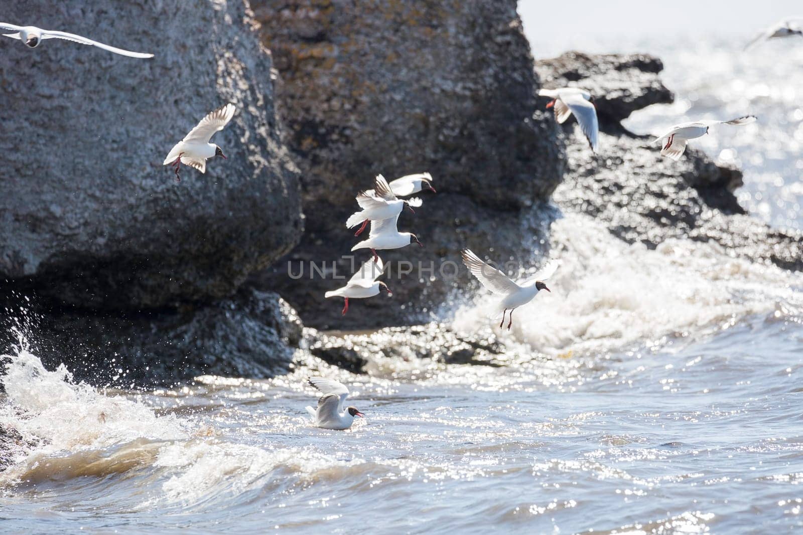 Black-headed gulls Flying over Water by cliffs.