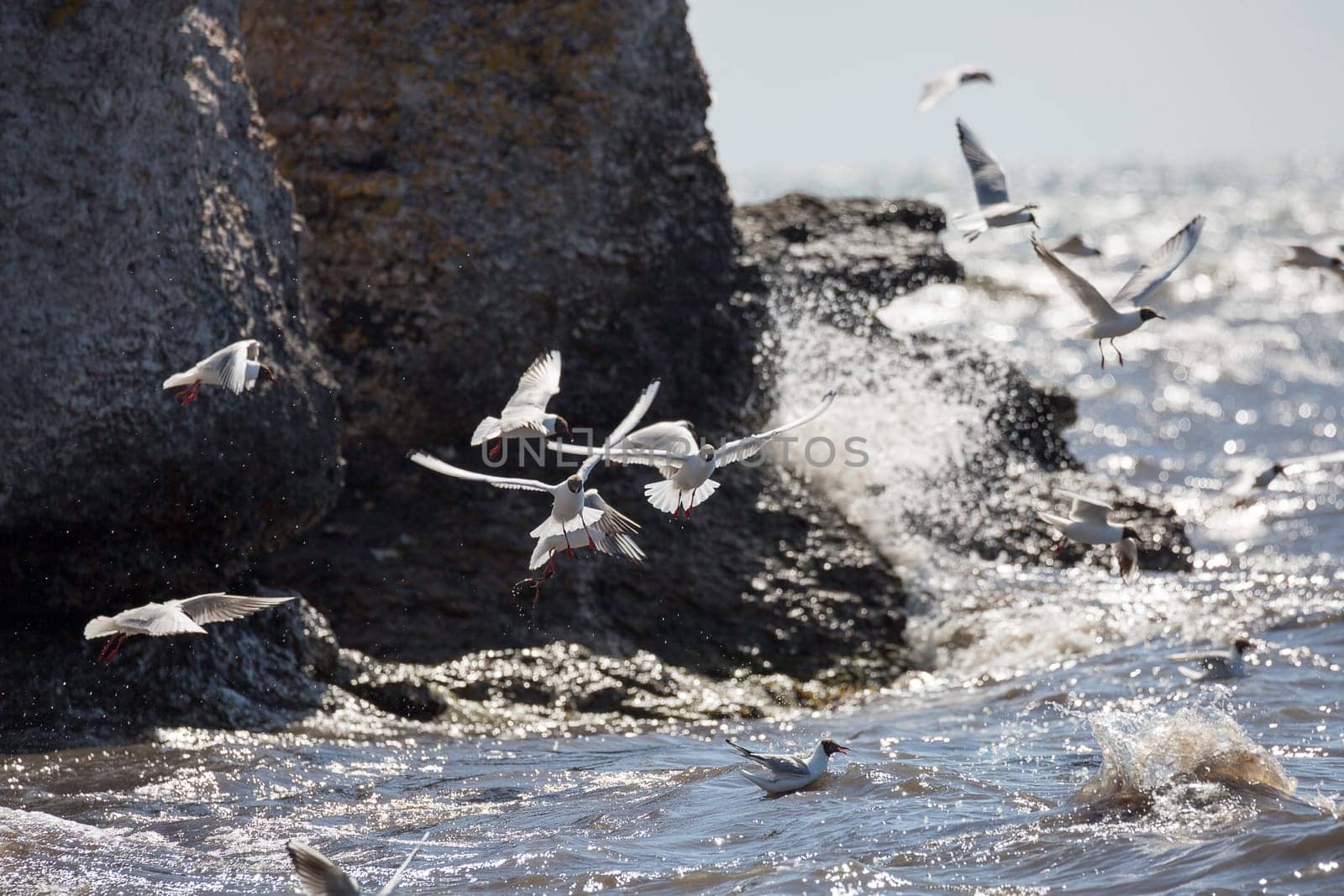Black-headed gulls Flying over Water by cliffs.