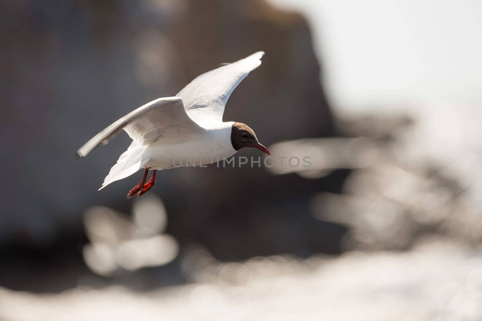 Black-headed gull Flying over Water by cliffs.