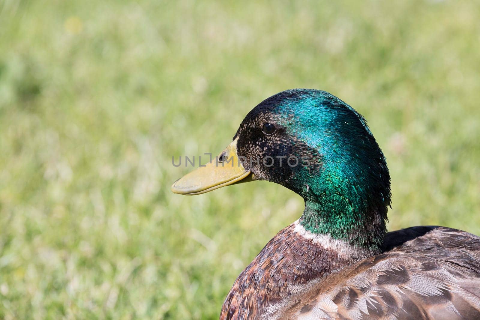 Male Mallard Close Up with green grass in the background.