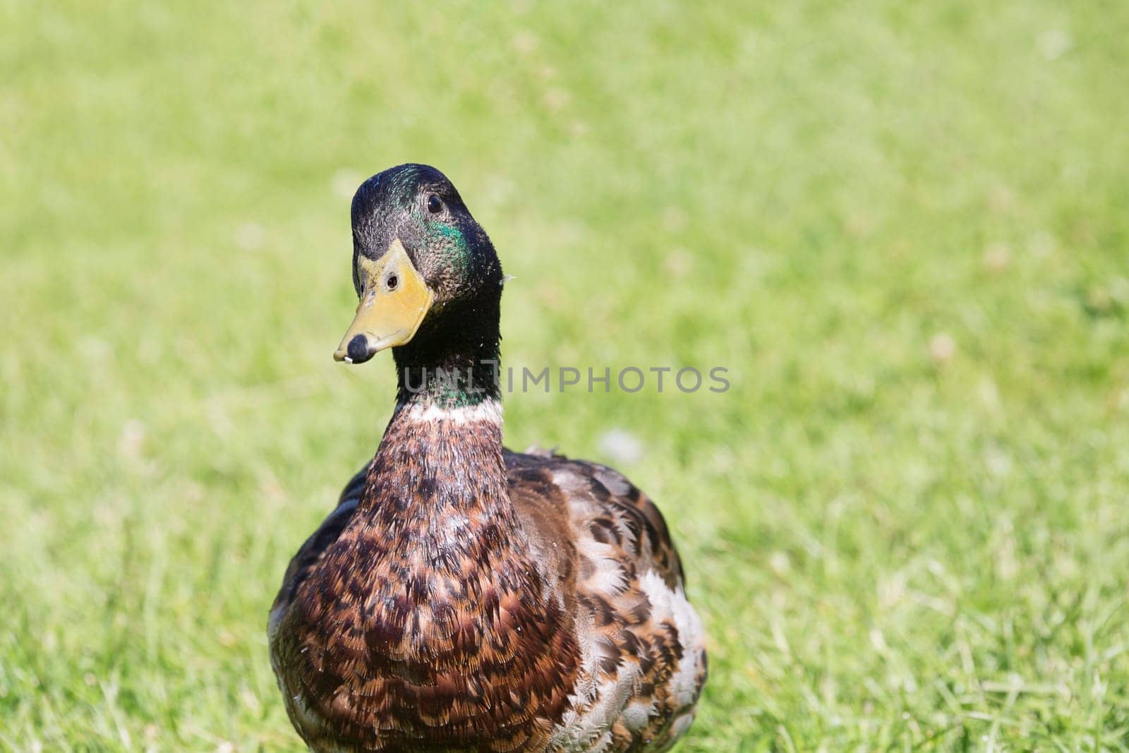 Male Mallard Close Up with green grass in the background.