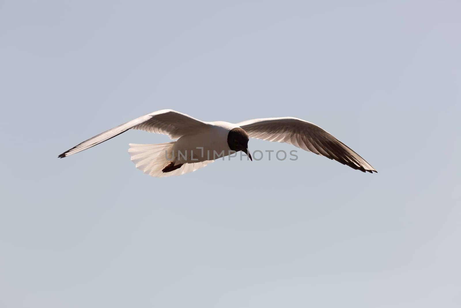 Black-headed gull Flying with wings spread.