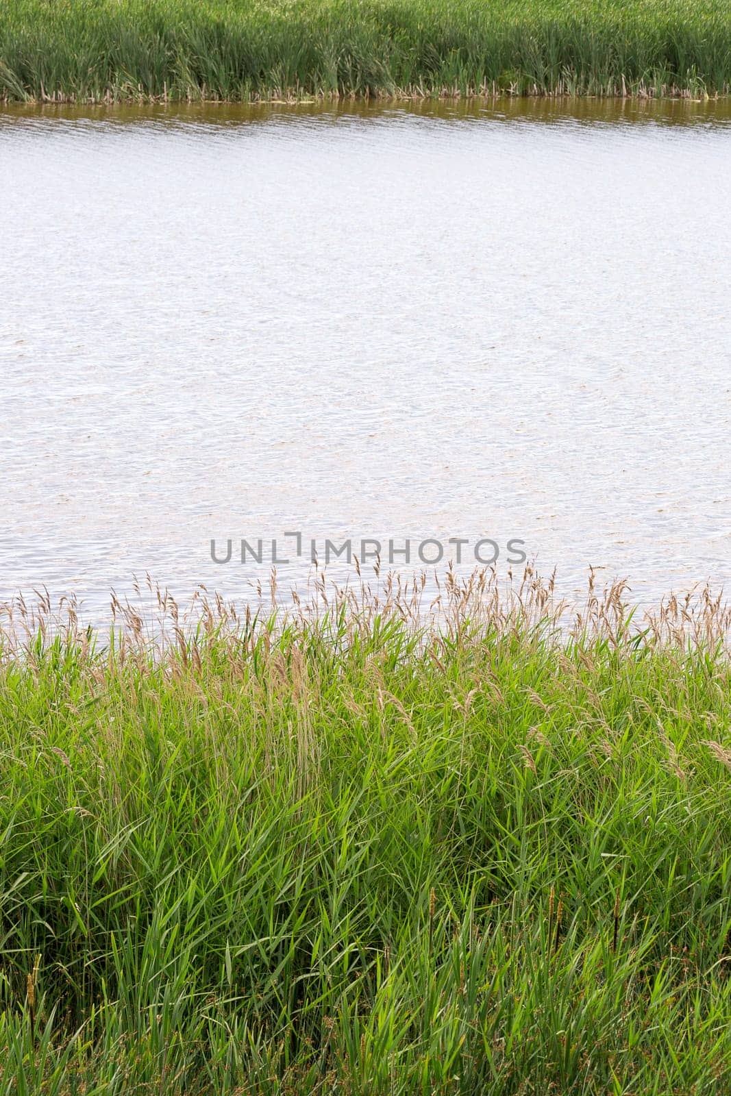 Green Grass by Pond with water.